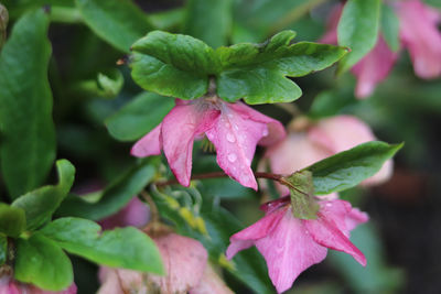 Close-up of raindrops on pink flowering plant