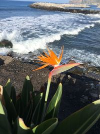 High angle view of orange flower on beach
