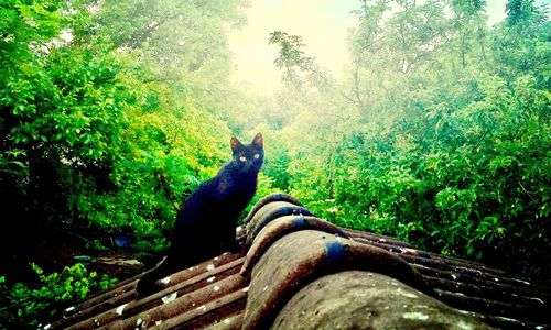 Cat on plants against trees