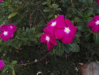 High angle view of pink cosmos blooming on field