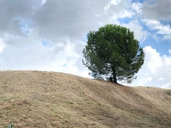Tree on field against sky