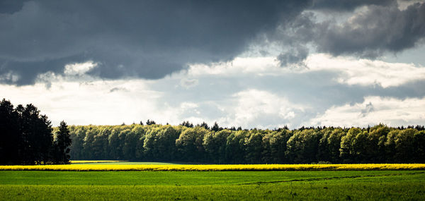 Panoramic shot of trees on field against sky