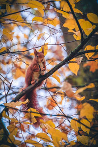 Squirrel on tree during autumn