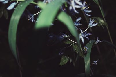 Close-up of fresh green plant