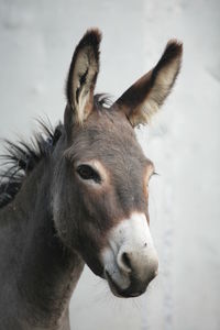 Close-up portrait of donkey