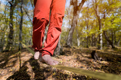 Low section of person against red trees in forest