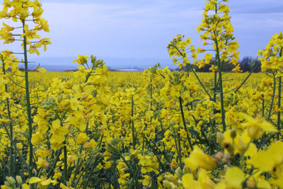 Scenic view of oilseed rape field against sky