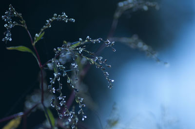 Close-up of water drops on plant