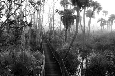 Walkway amidst trees in forest