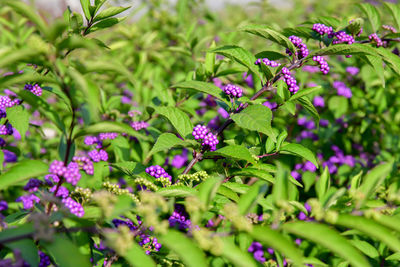 Close-up of purple flowering plants