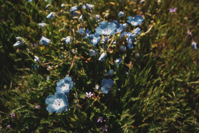 Close-up of white flowering plants