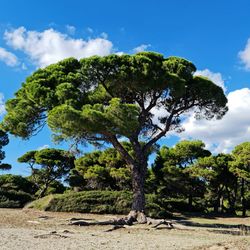 Trees growing on field against sky