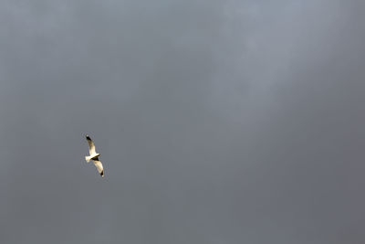 Low angle view of eagle flying against sky