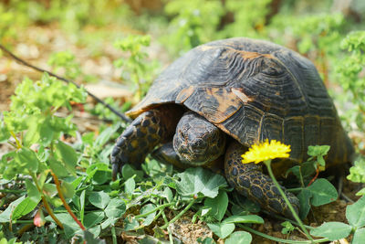 Close-up of turtle on field