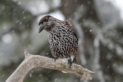 Close-up of bird perching on tree during winter