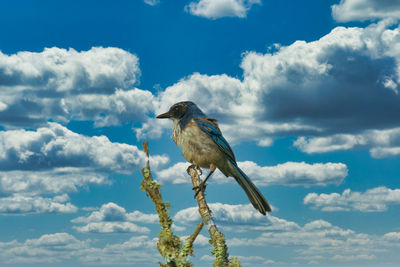 Low angle view of bird perching on a tree against sky