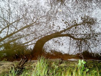 Close-up of tree against sky