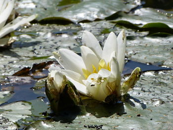 Close-up of water lily in lake