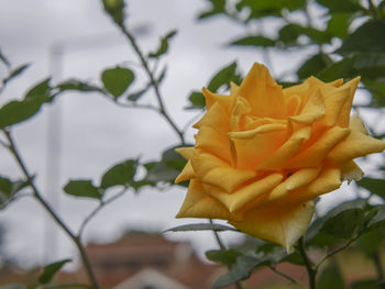 Close-up of yellow flower blooming outdoors