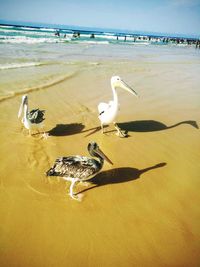 Seagulls on beach