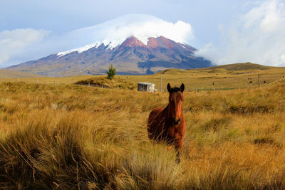 View of a horse on field against mountain range