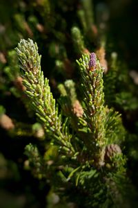 Close-up of purple flower plant