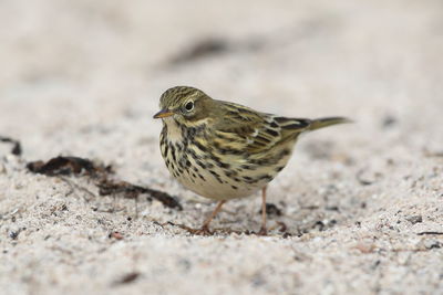 Close-up of bird perching on a land