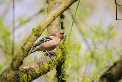 Close-up of bird perching on branch