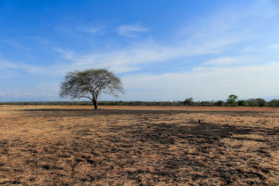 Trees on field against blue sky