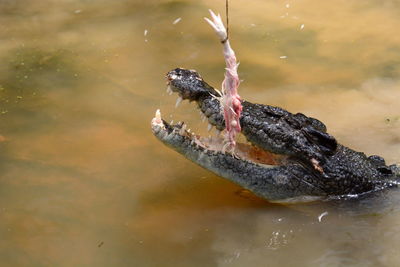 High angle view of bird on lake