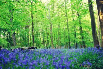 Scenic view of purple flowering trees in forest