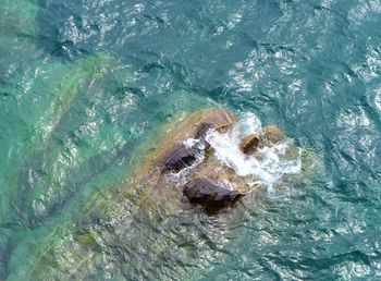 High angle view of swimming underwater
