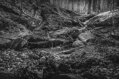 Aerial view of forest