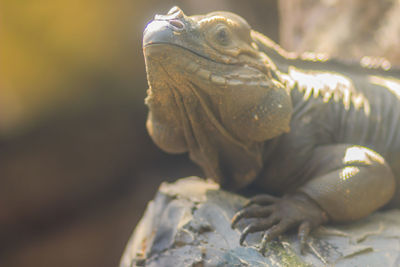 Close-up of crab on rock