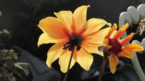 Close-up of orange flower