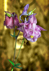 Close-up of purple flowers blooming outdoors