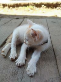 High angle view of a cat resting on wooden floor