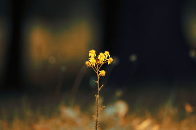 Close-up of yellow flowering plant on field