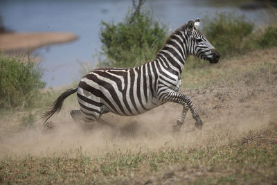 Zebra standing on field