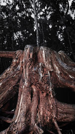 Close-up of tree trunk