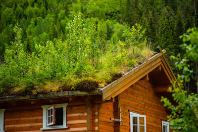 House amidst trees and plants in forest