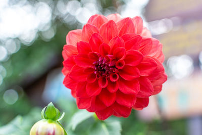 Close-up of red flower in park