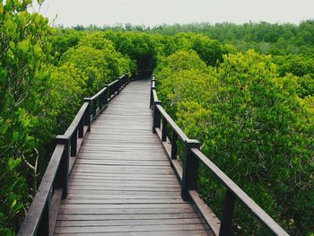 Boardwalk amidst plants against sky