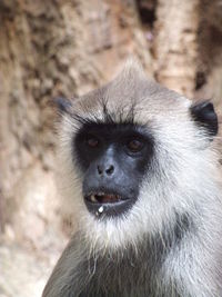 Portrait of gorilla looking away in zoo