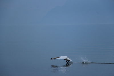 Swan flying over sea against blue sky