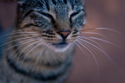 Close-up of cat