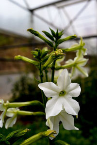 Close-up of white flowering plant