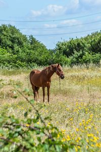Horse standing on meadow