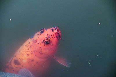 Close-up of fish swimming in sea