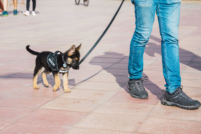 Low section of person with dog on footpath